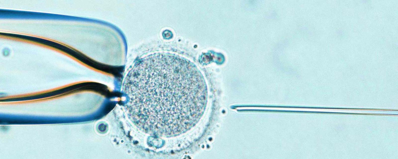ivf ICSI IUI ART embryology courses in philippines, india and bangladesh